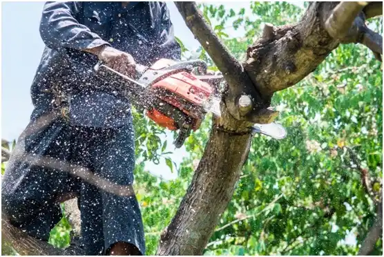 tree services Campbelltown